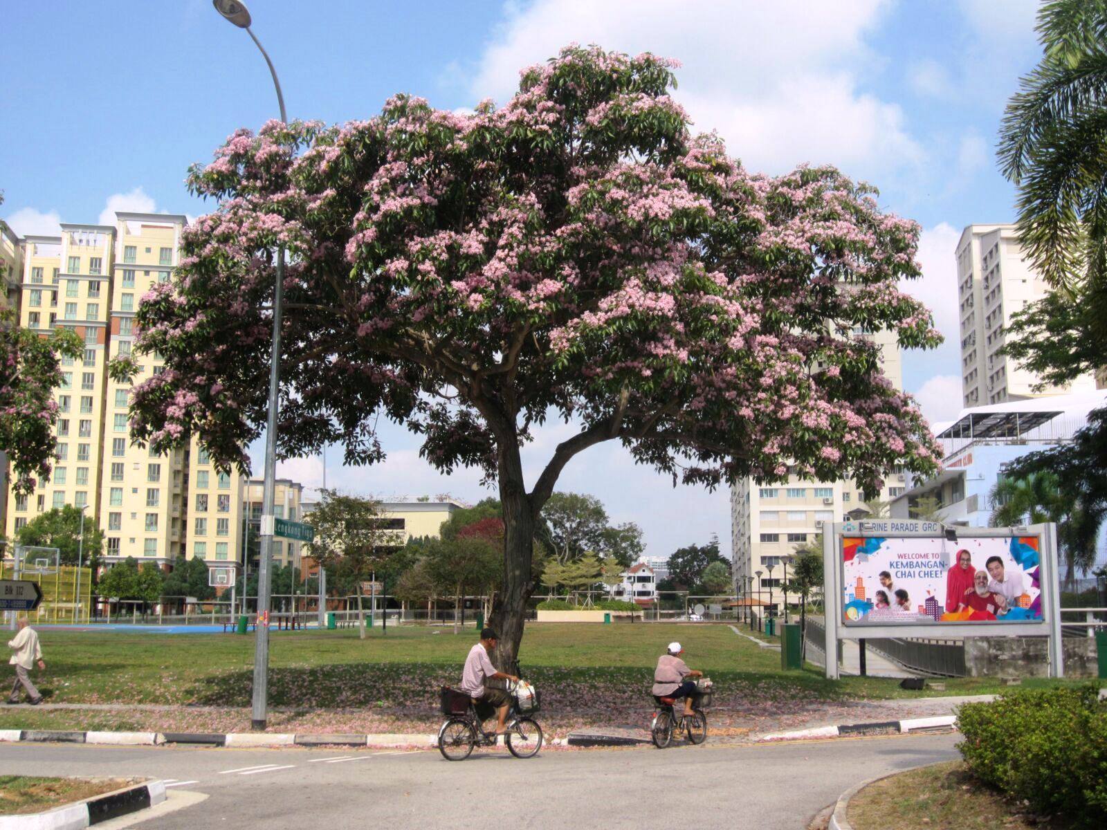 シンガポール桜 年に１－２回に一斉開花するよ！