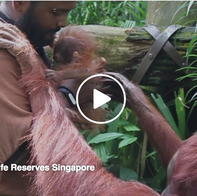 シンガポール動物園のオランウータンってこんな人間慣れしてたっけ？