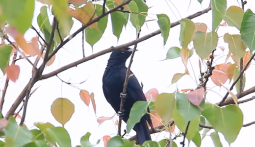 シンガポール野鳥 、よく朝になると聞こえるあの鳴き声。犯人はこいつです。